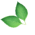 leaf